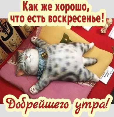 Открытка «С добрым утром»: Добрейшего утра в воскресенье с милым котом!. Тэги: кот, животное, пожелание, позитивная…