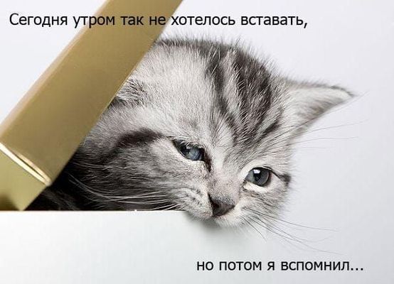Открытка «С добрым утром»: С добрым утром: Когда совсем не хочется вставать. Тэги: хорошего дня, кот, животное…