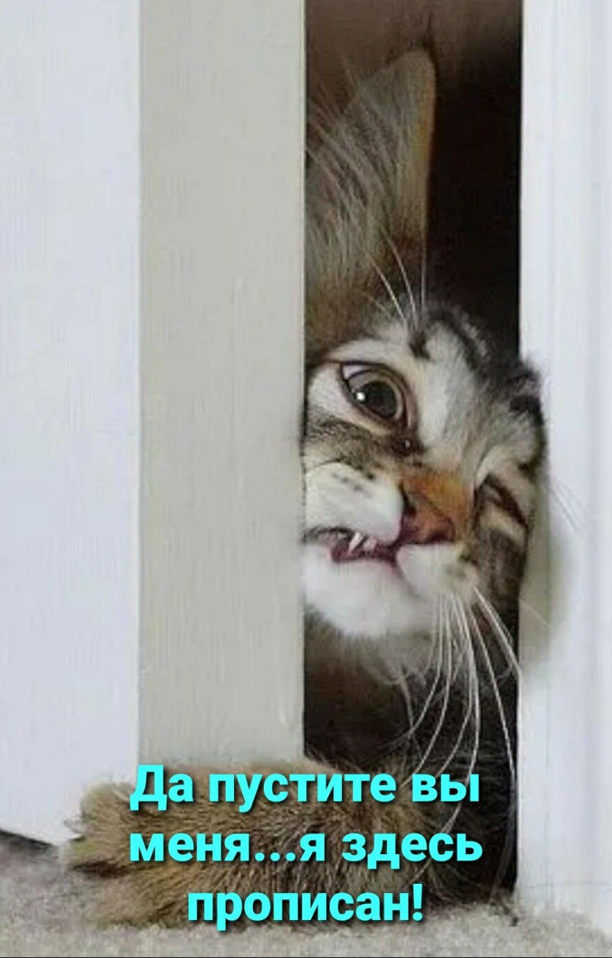 Открытка «С добрым утром»: С добрым утром! Кот с юмором желает хорошего дня. Тэги: кот, животное, пожелание, позитивн…