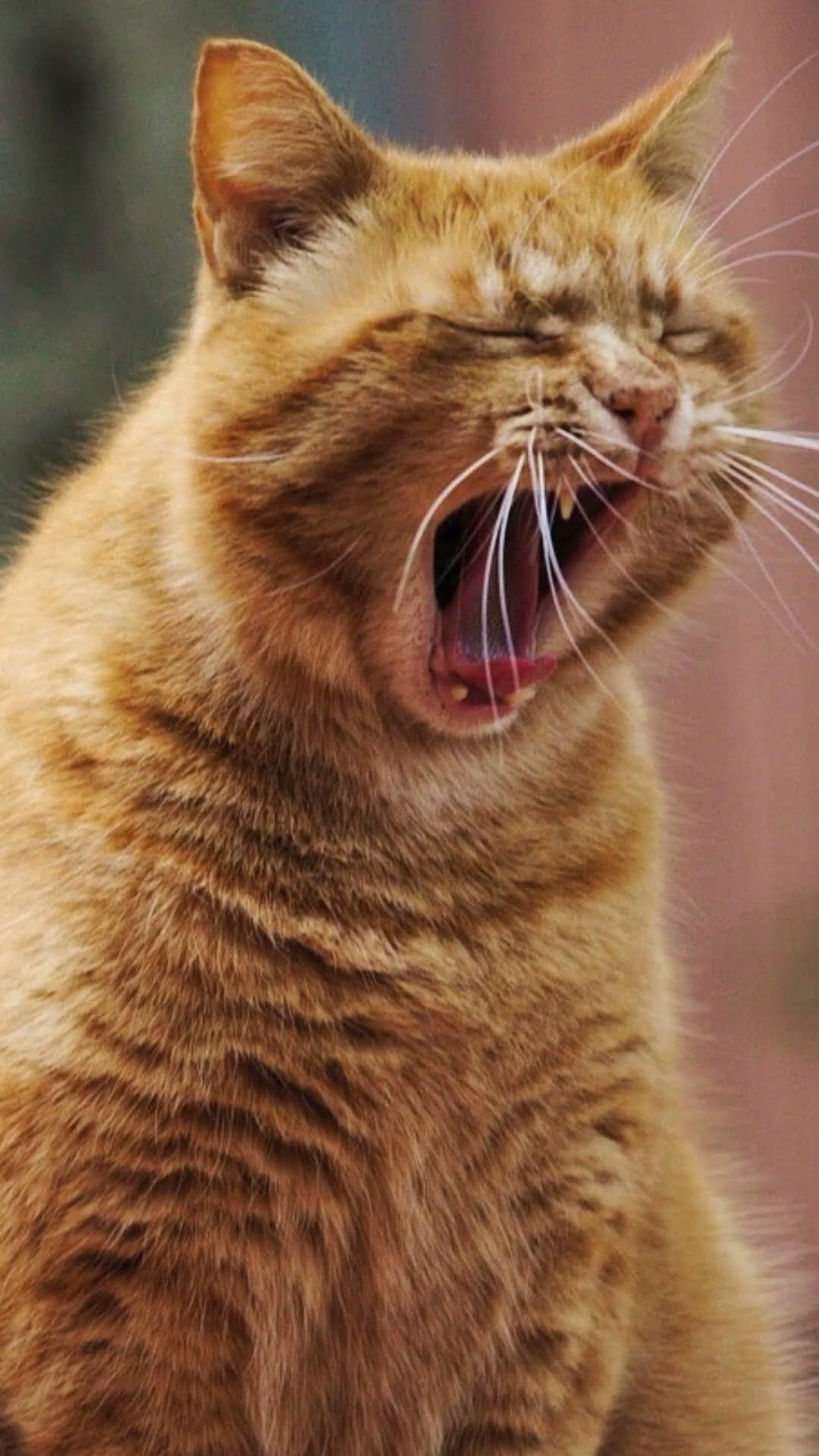 Открытка «С добрым утром»: Кот-соня: С добрым утром!. Тэги: Для поднятия настроения, С добрым утром, с котами!…