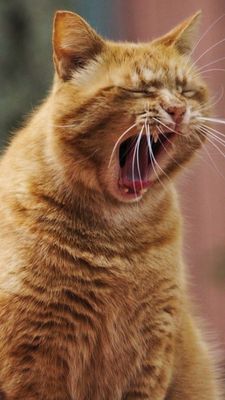 Открытка «С добрым утром»: Кот-соня: С добрым утром!. Тэги: Для поднятия настроения, С добрым утром, с котами!…