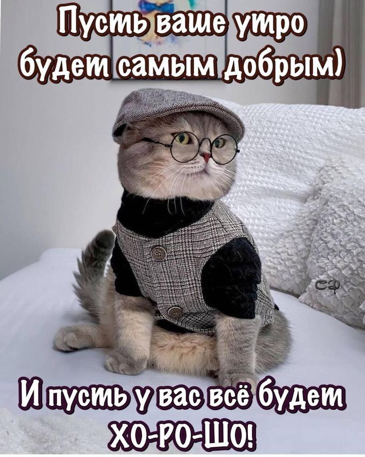 Открытка «С добрым утром»: Самое доброе утро от интеллигентного кота. Тэги: хорошего дня, кот, животное, пожелание…