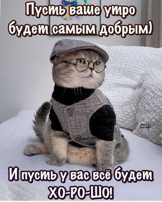 Открытка «С добрым утром»: Самое доброе утро от интеллигентного кота. Тэги: хорошего дня, кот, животное, пожелание…