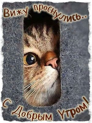 Открытка «С добрым утром»: Вижу, проснулись! С добрым утром от любопытного кота. Тэги: кот, животное, пожелание…