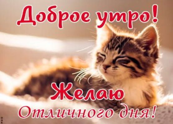 Открытка «С добрым утром»: Пушистое доброе утро: милый котёнок и отличный день. Тэги: кот, животное, пожелание…