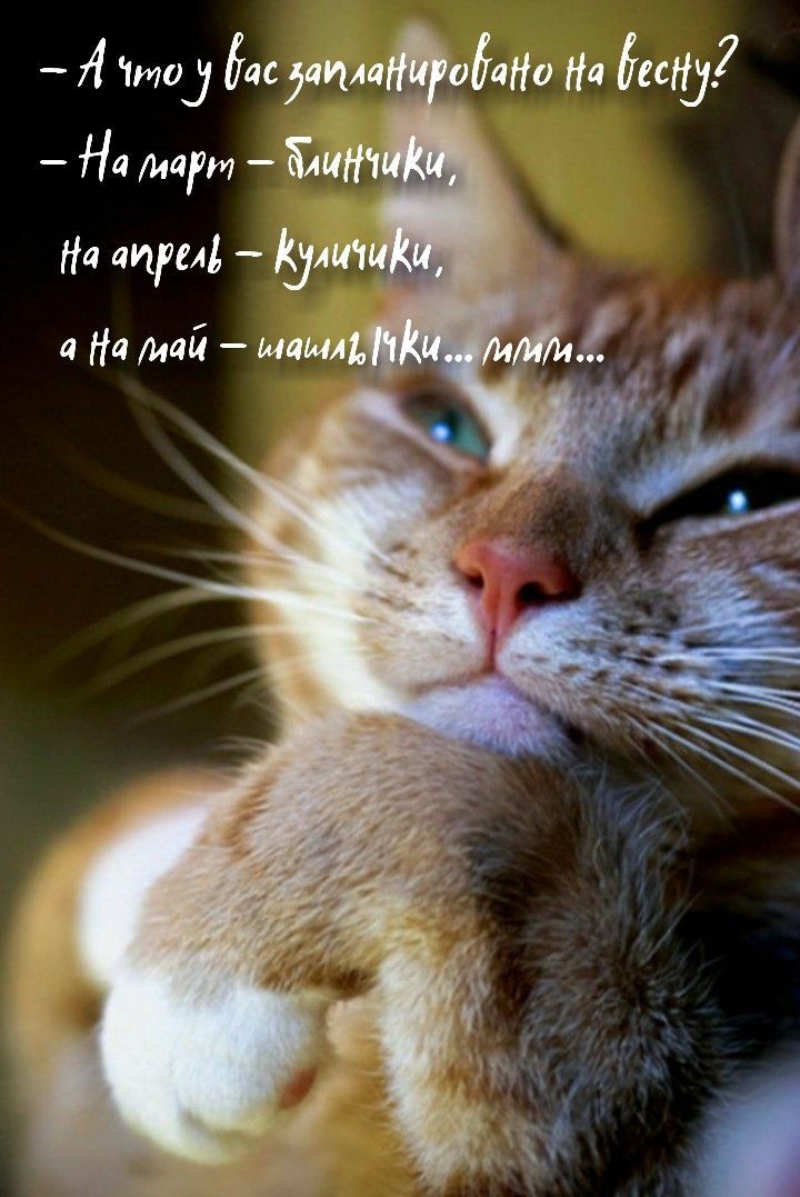 Открытка «С добрым утром»: С добрым утром! Вкусные планы на весну.. Тэги: хорошего дня, кот, животное, пожелание…