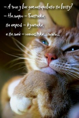 Открытка «С добрым утром»: С добрым утром! Вкусные планы на весну.. Тэги: хорошего дня, кот, животное, пожелание…