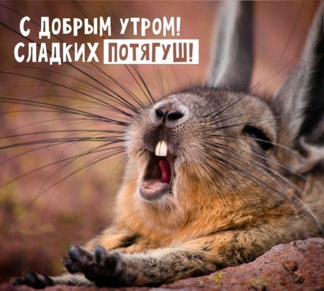 Открытка «С добрым утром»: С добрым утром! Сладких потягуш и хорошее настроение. Тэги: С добрым утром, для поднятия н…