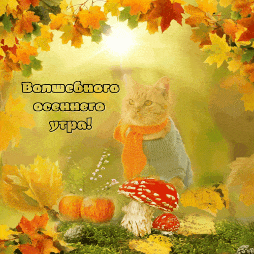 Открытка «С добрым утром»: Волшебного осеннего утра с уютным котом. Тэги: С добрым осенним утром, С добрым утром…