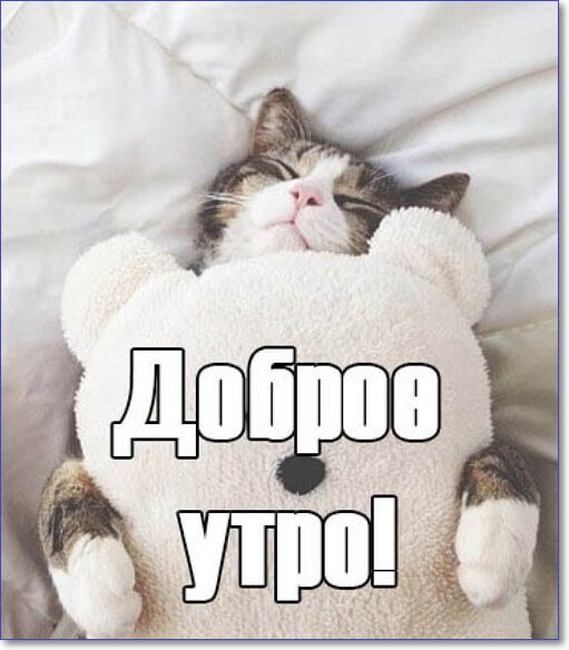 Открытка «С добрым утром»: Доброе утро! Уютное пожелание с милым котом. Тэги: хорошего дня, кот, животное, пожелание…