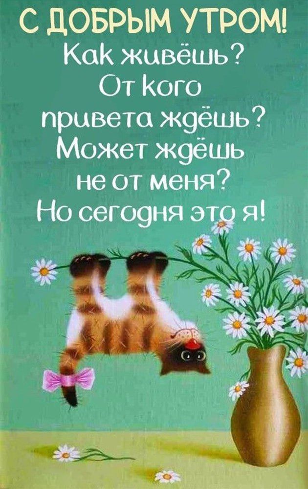 Открытка «С добрым утром»: С добрым утром! Привет от пушистого кота и ромашек. Тэги: хорошего дня, кот, животное…