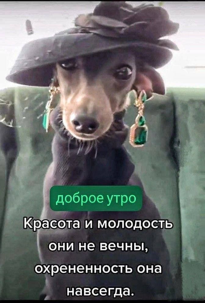 Открытка «С добрым утром»: С добрым утром: красота временна, охрененность вечна!. Тэги: хорошего дня, животное…