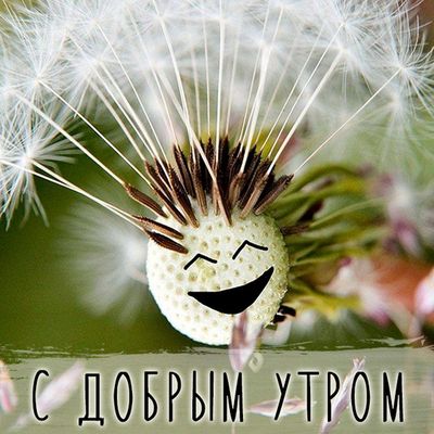 Открытка «С добрым утром»: Улыбчивый одуванчик желает доброго утра!. Тэги: пожелание, позитивная, юмор, прикольная…