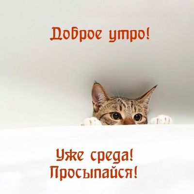 Открытка «С добрым утром»: С добрым утром, просыпайся! Милый кот и среда.. Тэги: кот, животное, пожелание, утро…