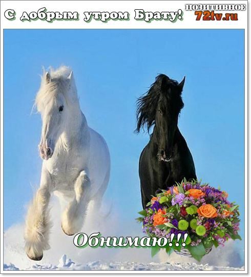Открытка «С добрым утром»: С добрым утром, Брат! Кони, цветы и объятия. Тэги: С добрым зимним утром, С добрым утром…