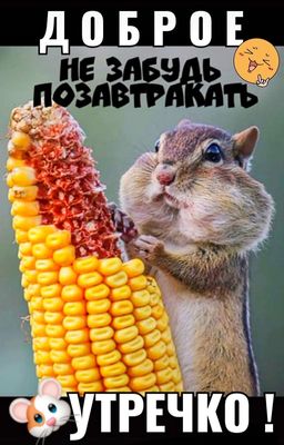 Открытка «С добрым утром»: Доброе утречко! Не забудь позавтракать!. Тэги: хорошего дня, животное, пожелание, позитивн…