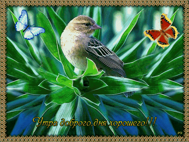 Открытка «С добрым утром»: С добрым утром! Птица и бабочки для хорошего дня. Тэги: Хорошего дня, С добрым, летним утр…