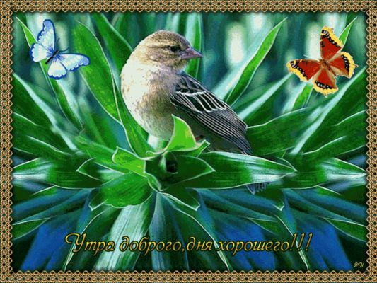 Открытка «С добрым утром»: С добрым утром! Птица и бабочки для хорошего дня. Тэги: Хорошего дня, С добрым, летним утр…