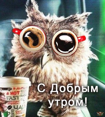 Открытка «С добрым утром»: Бодрое утро с кофе-совой!. Тэги: хорошего дня, животное, пожелание, позитивная, отличное н…