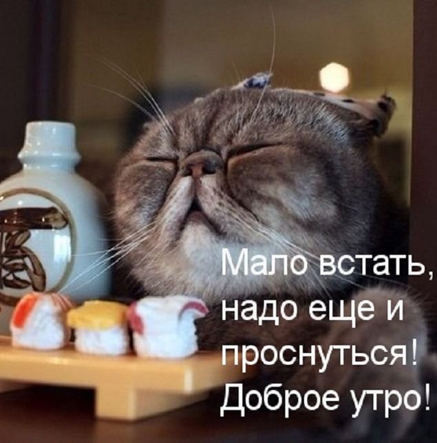 Открытка «С добрым утром»: С добрым утром: встал, но не проснулся!. Тэги: кот, животное, пожелание, юмор, утро, друг…