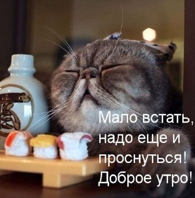 Открытка «С добрым утром»: С добрым утром: встал, но не проснулся!. Тэги: кот, животное, пожелание, юмор, утро, друг…