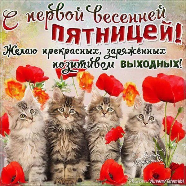 Открытка «Добрый день»: Милые котята: С весенней пятницей и позитивных выходных!. Тэги: Добрый день и добрые пожелания…