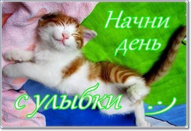 Открытка «С добрым утром»: Начни день с улыбки: милый котёнок. Тэги: кот, животное, пожелание, позитивная, улыбка…
