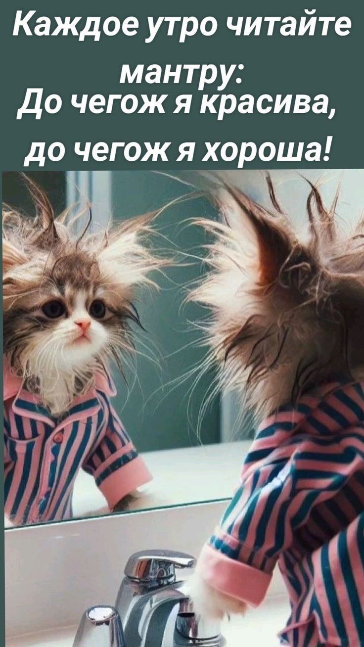 Открытка «С добрым утром»: Мантра доброго утра от пушистика. Тэги: хорошего дня, кот, животное, пожелание, позитивная…