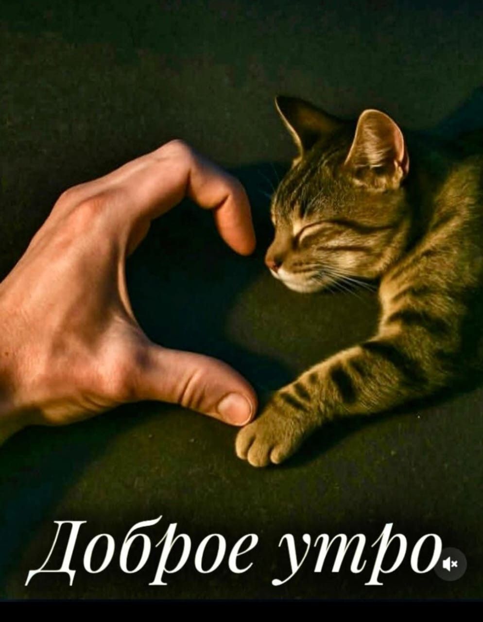 Открытка «С добрым утром»: Нежное доброе утро с котиком и сердцем. Тэги: хорошего дня, кот, животное, пожелание…