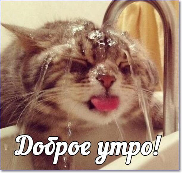 Открытка «С добрым утром»: Прикольное доброе утро! Кот и водные процедуры. Тэги: кот, животное, пожелание, позитивная…
