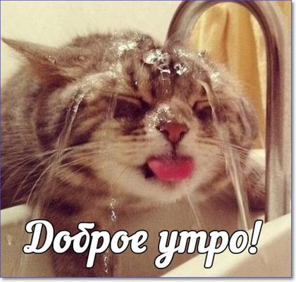 Открытка «С добрым утром»: Прикольное доброе утро! Кот и водные процедуры. Тэги: кот, животное, пожелание, позитивная…