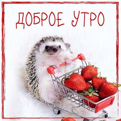 Открытка «С добрым утром»: Милый ежик с корзинкой клубники: Доброе утро!. Тэги: Хорошего настроения, С добрым, летним…