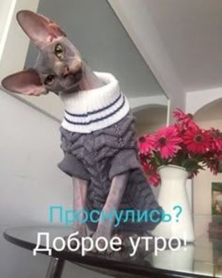 Открытка «С добрым утром»: Кот-сфинкс в свитере: с добрым утром!. Тэги: кот, животное, пожелание, юмор, утро, цветок…