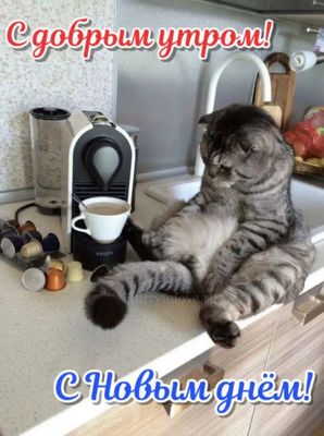 Открытка «С добрым утром»: Доброе утро: кот, кофе и новый день!. Тэги: кот, животное, пожелание, позитивная, юмор…