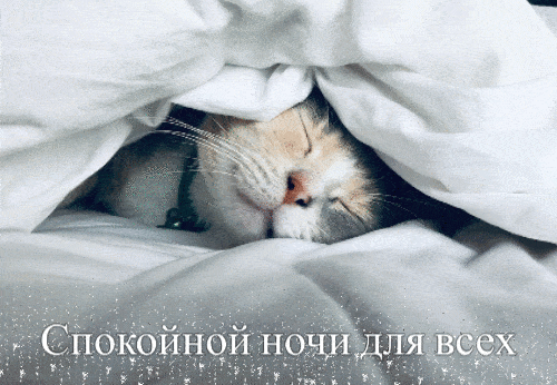 Открытка «Кот»: Спокойной ночи для всех! Милый котик под одеялом. Тэги: животное, пушистый, милая, сон, домашний пито…