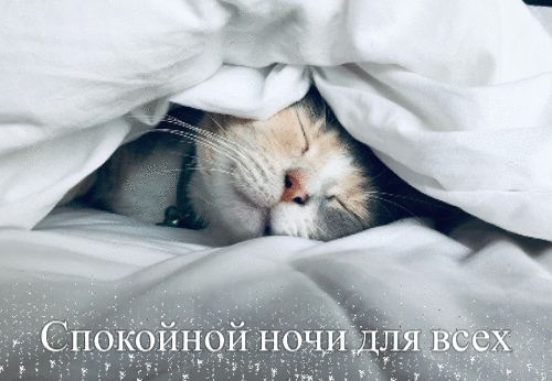Открытка «Кот»: Спокойной ночи для всех! Милый котик под одеялом. Тэги: животное, пушистый, милая, сон, домашний пито…