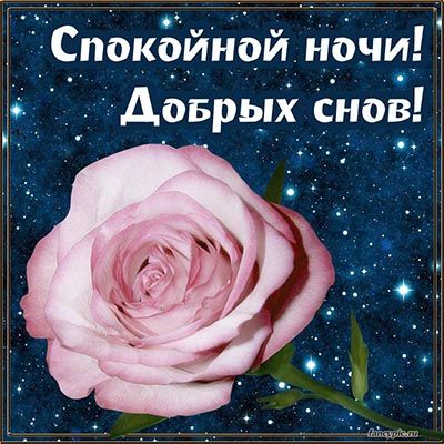 Открытка «Пожелание»: Спокойной ночи! Добрых снов! с красивой розой. Тэги: красивая, цветок, настроение, нежная, роза…