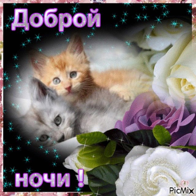 Открытка «Доброй ночи»: Милые котята желают доброй ночи!.