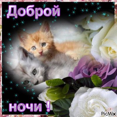 Открытка «Доброй ночи»: Милые котята желают доброй ночи!.