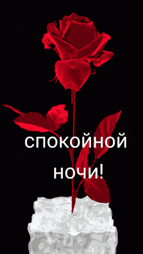 Открытка «Спокойной ночи»: Красная роза на льду – пожелание спокойной ночи. Тэги: Спокойной ночи, красивые, Спокойной…