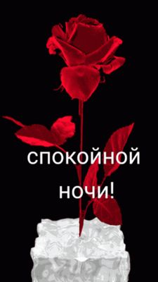 Открытка «Спокойной ночи»: Красная роза на льду – пожелание спокойной ночи. Тэги: Спокойной ночи, красивые, Спокойной…