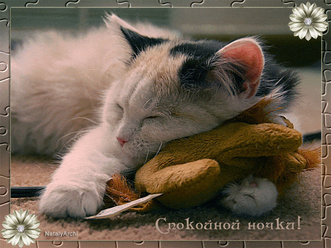 Открытка «Спокойной ночи»: Сладкие сны пушистого чуда!. Тэги: Спокойной ночи, красивые, Спокойной ночи и добрых снов…