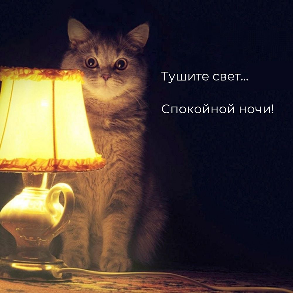 Открытка «Спокойной ночи»: Милый котёнок желает спокойной ночи. Тэги: пожелание, кот, милый, животное, уют, свет, ночь…