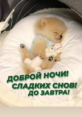 Открытка «Доброй ночи»: Сладких снов от пушистого друга. Тэги: Сладких снов, померанский шпиц