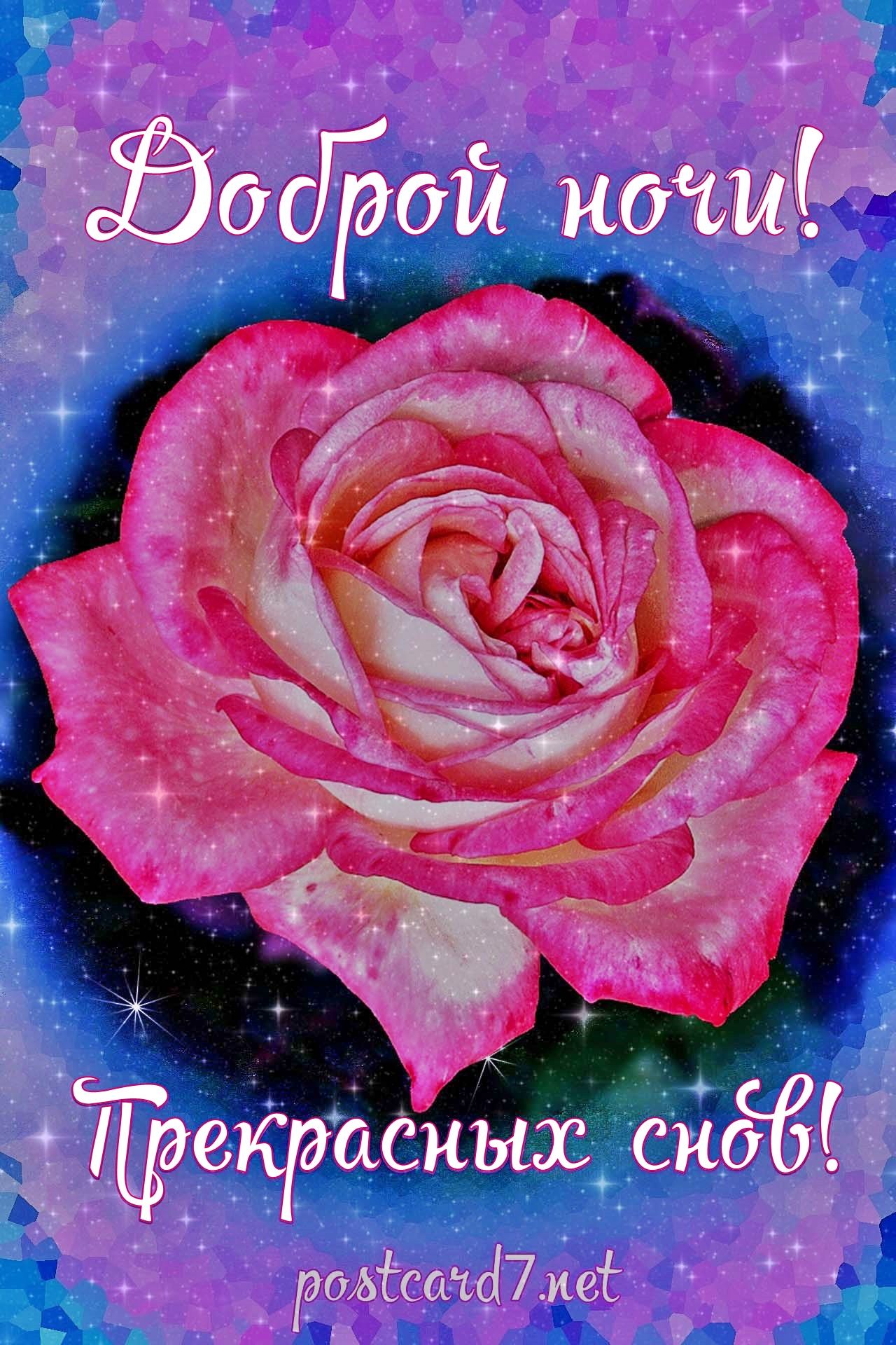 Открытка «Добрый вечер и пожелания»: Доброй ночи и чудесных снов с розой. Тэги: Добрый вечер, с цветами, Доброго…
