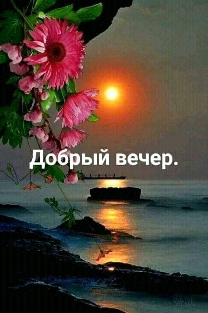 Открытка «Добрый вечер и пожелания»: Добрый вечер и прекрасные герберы на закате. Тэги: Добрый вечер красивые, Добрый…