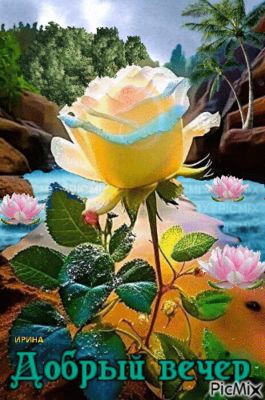 Открытка «Добрый вечер и пожелания»: Завораживающая роза в тропическом вечере. Тэги: Добрый вечер красивые, Добрый ве…