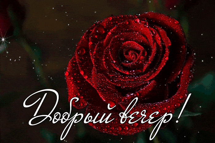 Открытка «Добрый вечер и пожелания»: Добрый вечер с алой розой в каплях росы. Тэги: Добрый позитивный вечер, Добыий в…