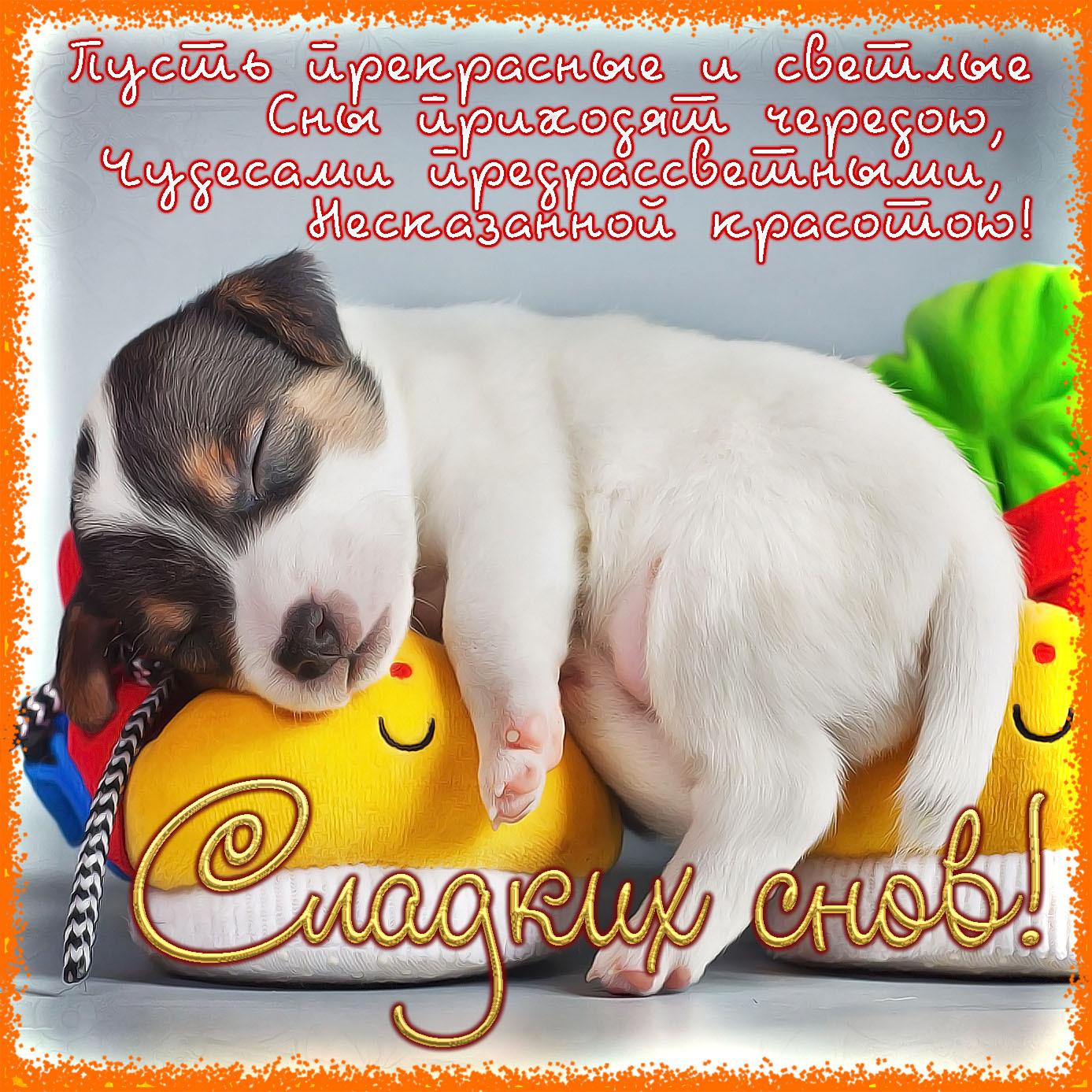 Открытка «Сладких снов»: Сладких снов: милый щенок на плюшевой игрушке. Тэги: пожелание, позитивный, милый, животное…
