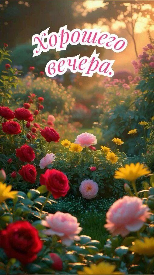 Открытка «Добрый вечер и пожелания»: Красивого вечера в розовом саду. Тэги: Добрый вечер красивые, Добрый позитивный…